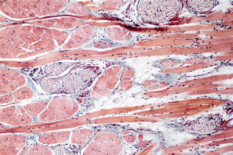 Hd Wallpaper Fixed Slide Cross Section Of Muscle Tissue 100x