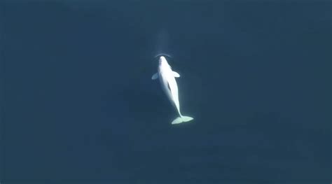 Rare Sighting Of Beluga Whale In Pacific Northwest First Since 1940 The Weather Network
