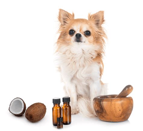 Benefits Of Coconut Oil For Your Dogs Paws