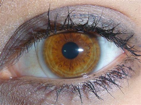 File Light Brown Amber Eye Rare Eye Colors Hazel Colored Eyes Beautiful Eyes Color