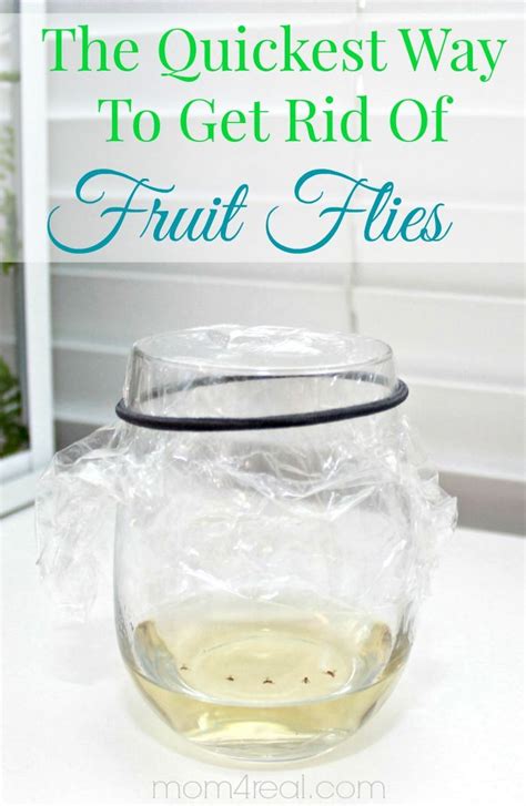 In fact, if you want to keep your family healthy, you have to keep eucalyptus oil is another way on how to get rid of flies in house thanks to its strong odor. How To Get Rid of Fruit Flies or Gnats ~ Tip of the Day ...