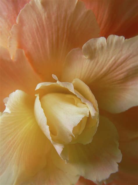 Sun Kissed Begonia Flower Photograph By Jennie Marie Schell Fine Art