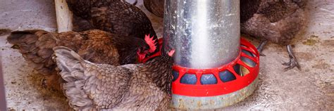 6 best chicken feeder for your flock 2024 buyer s guide