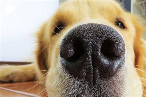 What Does A White Spot On My Dogs Nose Mean 7 Reasons