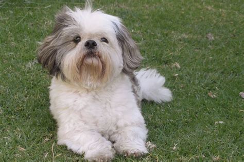 Dogs That Dont Shed 23 Hypoallergenic Dog Breeds