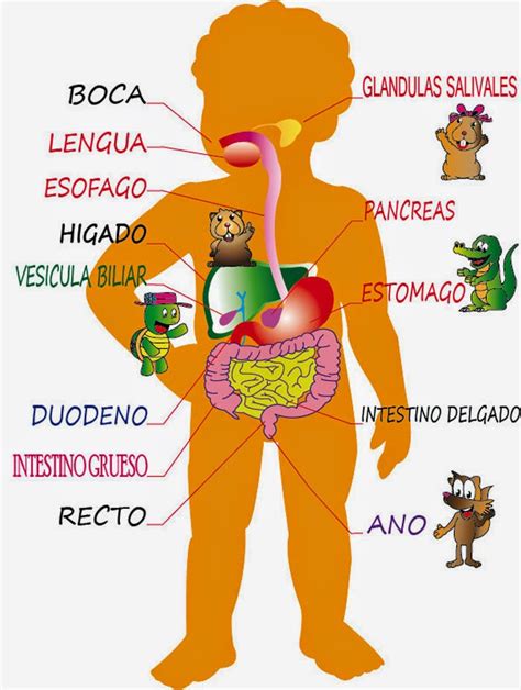 Sistemas Del Cuerpo Humano Sistema Digestivo