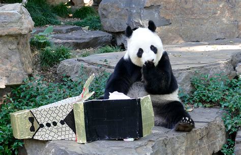 Easter Comes Early For Giant Pandas At Adelaide Zoo