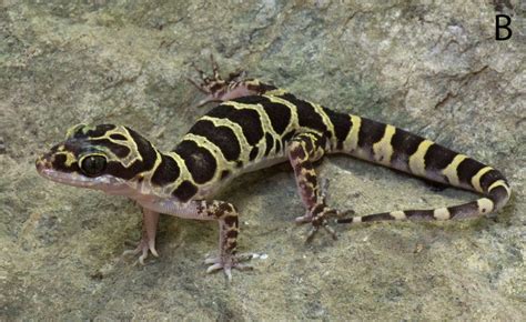 Bent Toed Gecko Species Discovered In Cambodia The Cambodia Daily