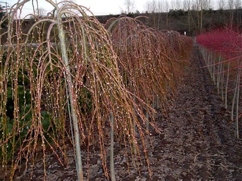 Salix Caprea Pendula Weeping Pussy Willow From Hopewell Nursery Hot