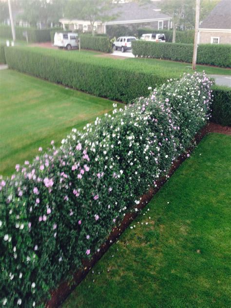 My Friends Yard Gorgeous Hedge Of Rose Of Sharon On Nantucket Shrubs