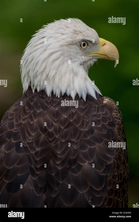 Bald Eagle Looking Right Portrait Vertical Stock Photo Alamy