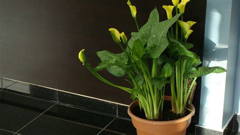 How much sun for calla lilies? Keeping Potted Calla Lily Plants - How To Grow Calla ...
