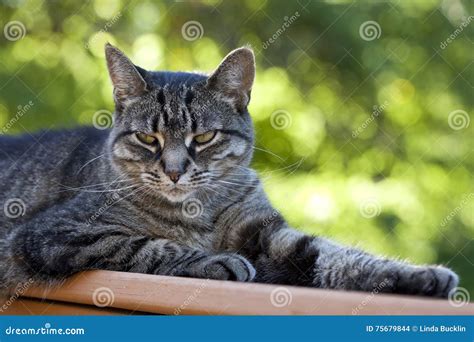 Cat With A Cool Cattitude Stock Photo Image Of Eyes 75679844