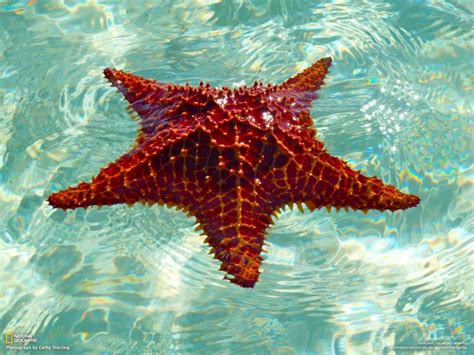 401 Best Starfish Images On Pinterest Starfish Shells