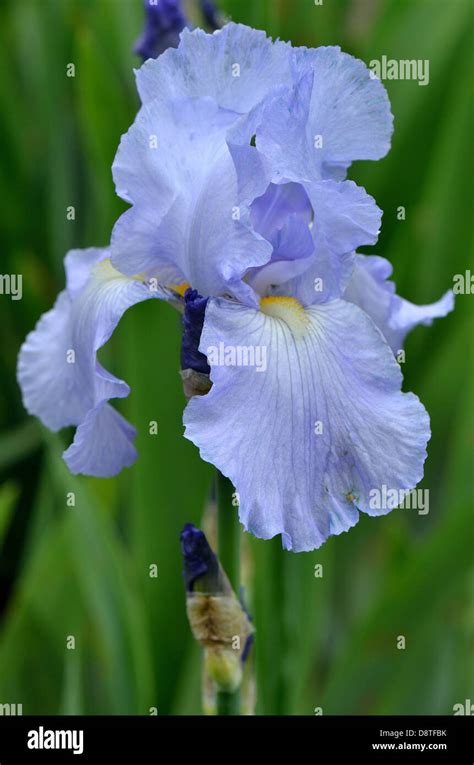 Pale Blue Iris Flower Stock Photo Alamy