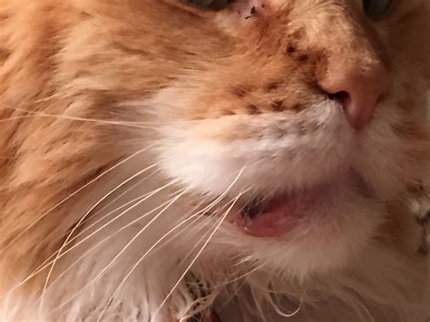 My Cat Has A Sore In His Mouth That Is Inflamed Red With Some Scabs