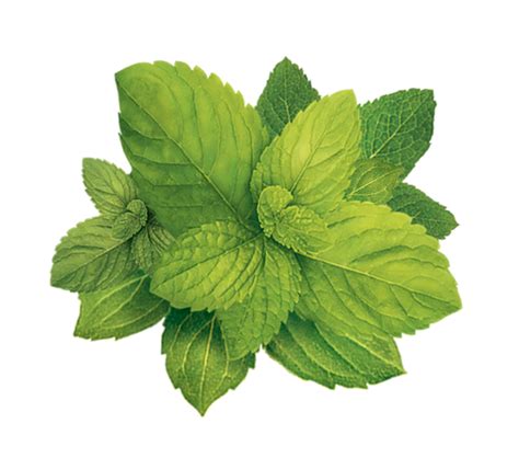 Peppermint Png Transparent Images Png All