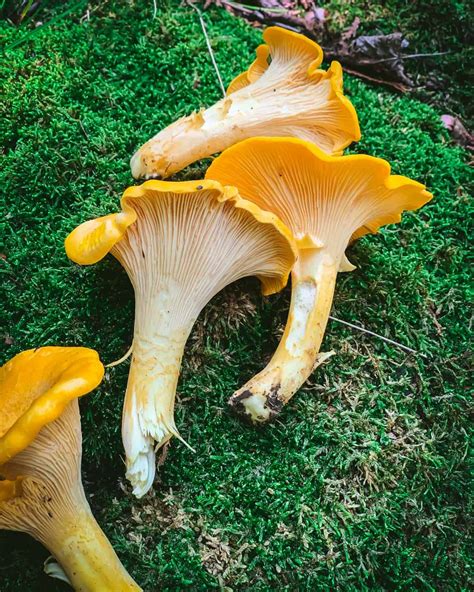 Foraging Chanterelle Mushrooms Identification And Look Alikes