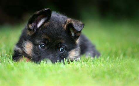 German shepherd puppies make very loyal, protective, and loving pets. Baby German Shepherd Wallpaper - WallpaperSafari