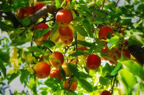 Red Apple Tree Photograph By Image Takers Photography Llc Laura Morgan