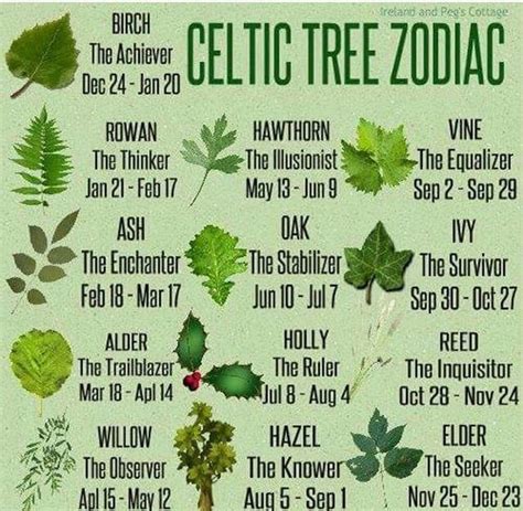 Celtic Birth Trees And Herbs The Witches Circle Amino