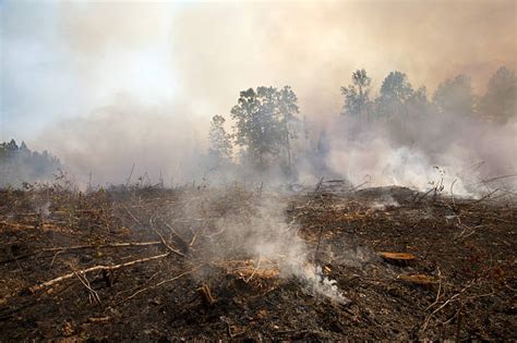 80 North Carolina Forest Fire Stock Photos Pictures And Royalty Free