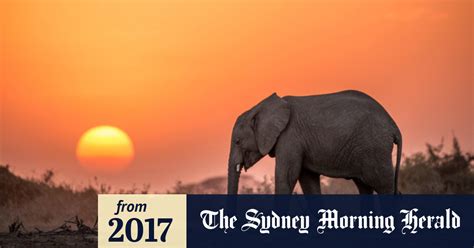 Save The Elephants How We Turned A Corner On The Ivory Trade