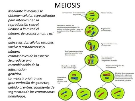 Cuadros Comparativos Entre Mitosis Y Meiosis Cuadro Comparativo