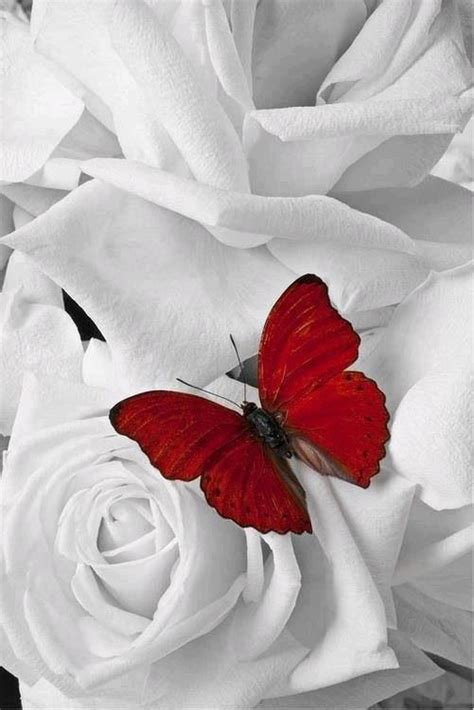 For caterpillars, consider plants like violets, milkweed, dill, and asters. Red Butterfly On White Roses | Red butterfly, Beautiful ...