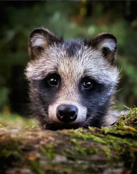 Animal Photography Image By Deb Moulton On Cute Alert Forest Animals