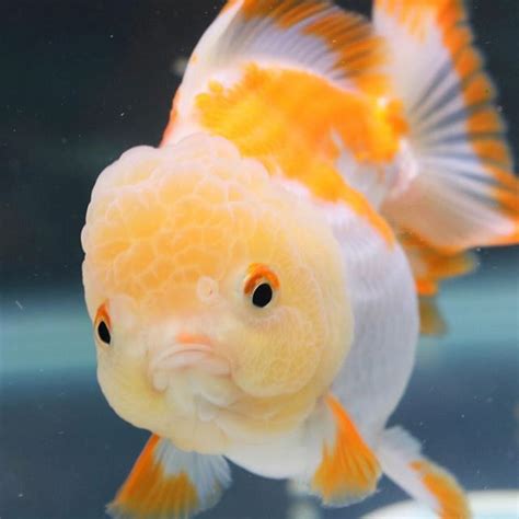 Beautiful Goldfish In Aquarium