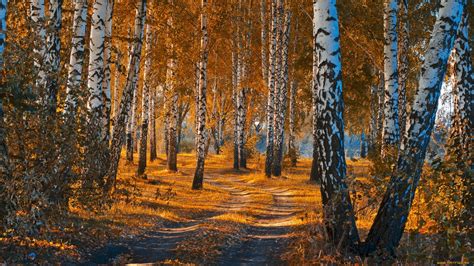 Birch Forest Wallpapers Top Free Birch Forest Backgrounds