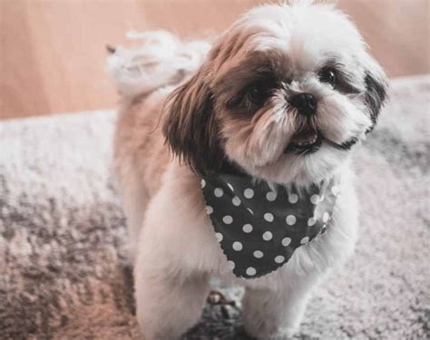 Keeping A Shih Tzus Eyes Clean Is The Best Way To Avoid Any Infections