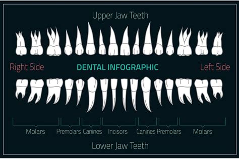 Adult Teeth Chart Pre Designed Illustrator Graphics Creative Market