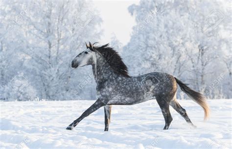 Dapple Grey Horse Run Gallop In Winter Dapple Grey Horses Horses