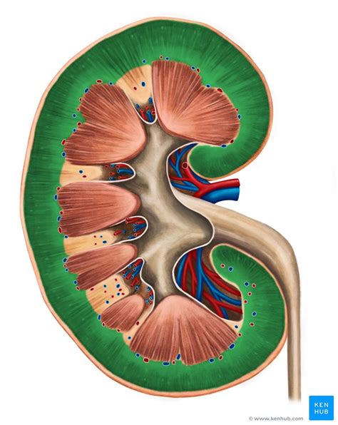 Secção coronal do rim Anatomia e função Kenhub