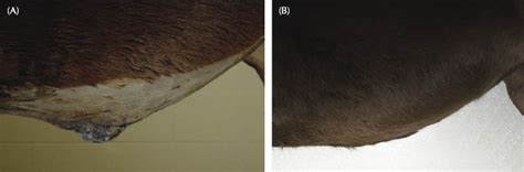 Defective hernia mesh devices lead to chronic pain, constipation, bowel obstruction, bulging, sexual dysfunction and additional surgeries to remove the when the polyester shrinks and contracts in the body, it pulls, increasing tension at the site where the sutures or tacks were placed to secure the mesh. Mesh Incisional Hernioplasty | Veterian Key