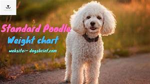 Poodle Growth Weight Chart
