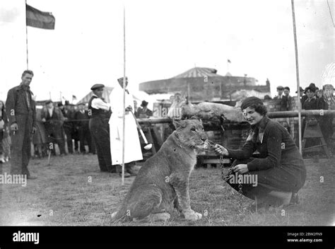 Lion At A Ox Roasting In Woolwich 1934 Stock Photo Alamy