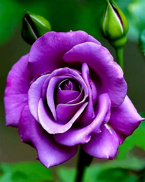 Beautiful Purple Roses Photos Purple Rose Wallpapers Stunning Purple