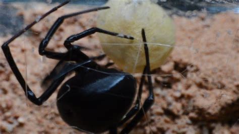 Black Widow Laying Eggs And Spinning An Egg Sac Youtube