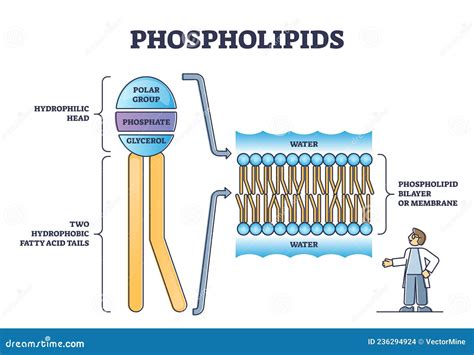 Phospholipides Ou Phosphatides Lipides Tête Et Queue Structure Schéma