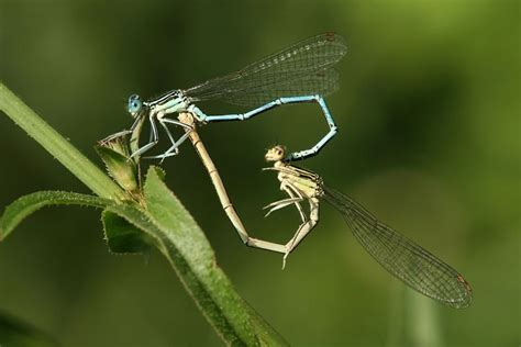 Animal Sex How Dragonflies And Damselflies Do It Live Science