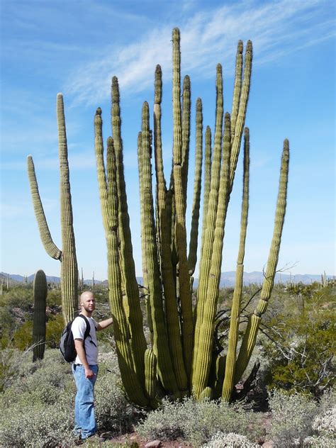 Check out our saguaro cactus plant selection for the very best in unique or custom, handmade pieces from our succulents shops. Archiving throughout Arizona, New Mexico, Oklahoma, and ...