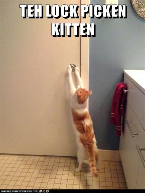 TEH LOCK PICKEN KITTEN Lolcats Lol Cat Memes Funny Cats Funny