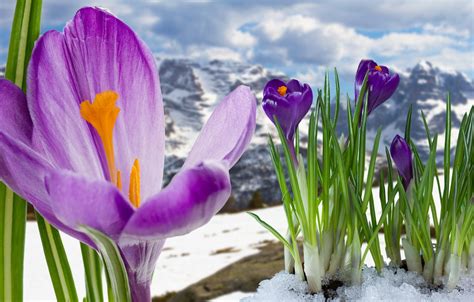 Wallpaper Spring Crocuses Flowering Flowers Mountain