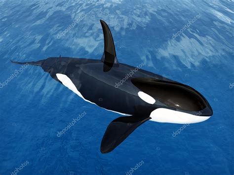 Killer Whale Stock Photo By ©mic1805 48036447