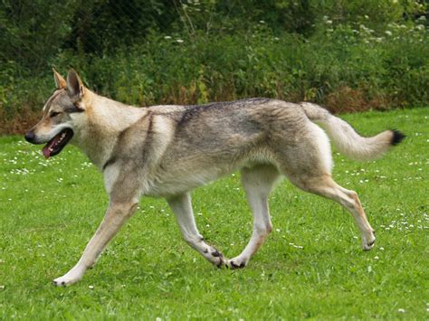 Tschechoslowakischer Wolfshund Hunde Treffpunkt