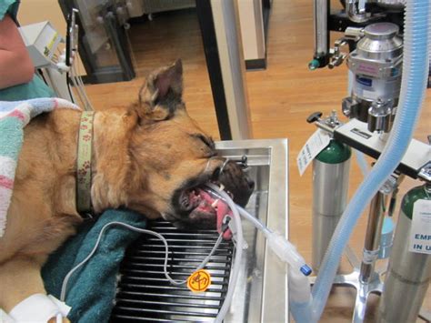 Not all cases of a fractured tooth require extraction. Littleton West Animal Hospital in Colorado - Veterinarian ...