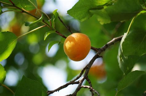 The Basics Of Growing An Apricot Tree Apricot Tree Apricot Fruit Trees